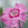 Roots Plants Dianthus 'Cocktail Shirley Temple' | 2L Pot Perennials