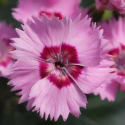 Roots Plants Perennials Dianthus Cocktail Collection | 4 X 2L Pot