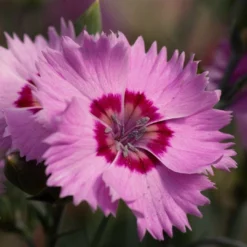 Roots Plants Dianthus 'Cocktail Shirley Temple' | 2L Pot Perennials