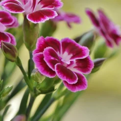 Roots Plants Dianthus 'Pink Kisses' Perennials 9 Roots Plants Dianthus 'Pink Kisses' Perennials