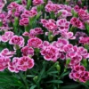 Roots Plants Dianthus 'Pink Kisses' Perennials