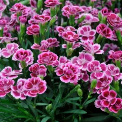 Roots Plants Dianthus 'Pink Kisses' Perennials