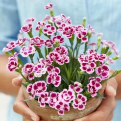 Roots Plants Dianthus 'Pink Kisses' Perennials