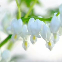 Roots Plants Bleeding Heart Plant 'Spectabilis Alba' | Dicentra | 3L Pot Perennials