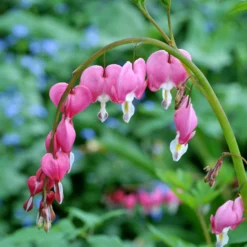 Roots Plants Bleeding Heart Plant 'Spectabilis Valentine' | Dicentra | 3L Pot Perennials