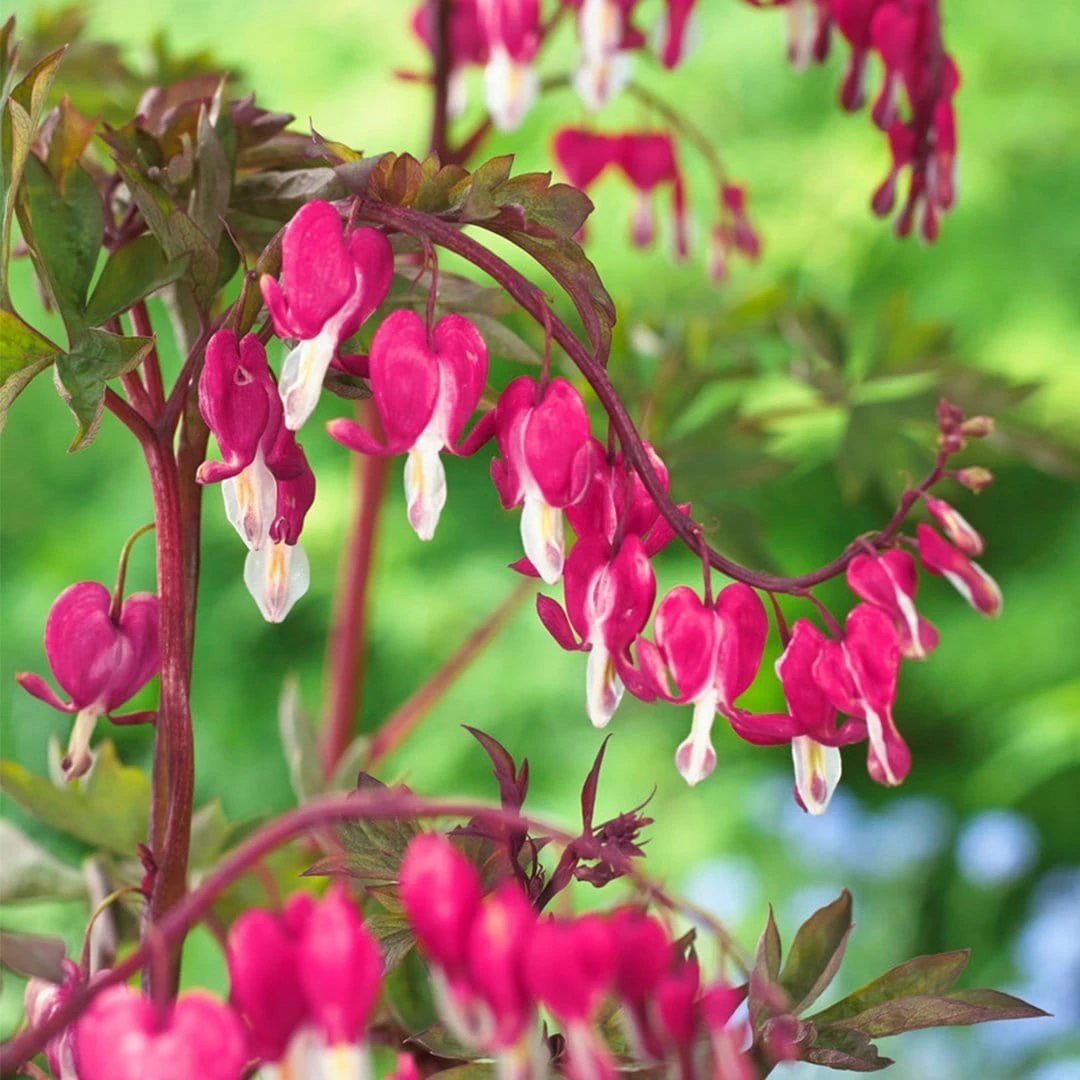 Roots Plants Bleeding Heart Plant 'Spectabilis Valentine' | Dicentra | 3L Pot Perennials 5 Roots Plants Bleeding Heart Plant 'Spectabilis Valentine' | Dicentra | 3L Pot Perennials