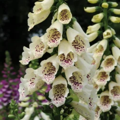 Roots Plants Digitalis 'Dalmatian' Foxglove Collection Perennials