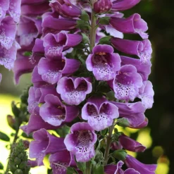 Roots Plants Perennials Foxglove 'Dalmatian Purple' | Digitalis