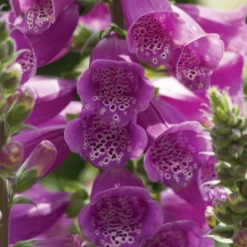 Roots Plants Perennials Foxglove 'Dalmatian Purple' | Digitalis