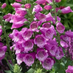 Roots Plants Perennials 50cm Foxglove Dalmatian 'Purple' | Digitalis | 5L Pot