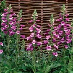 Roots Plants Perennials Digitalis 'Dalmatian Mixed'