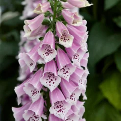 Roots Plants Perennials Foxglove 'Dalmatian Rose' | Digitalis