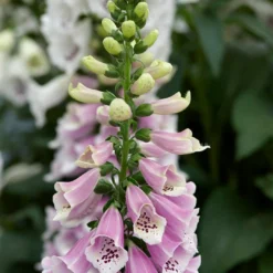 Roots Plants Perennials Foxglove 'Dalmatian Rose' | Digitalis