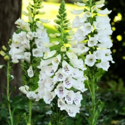 Roots Plants Foxglove 'Dalmatian White' | Digitalis Perennials