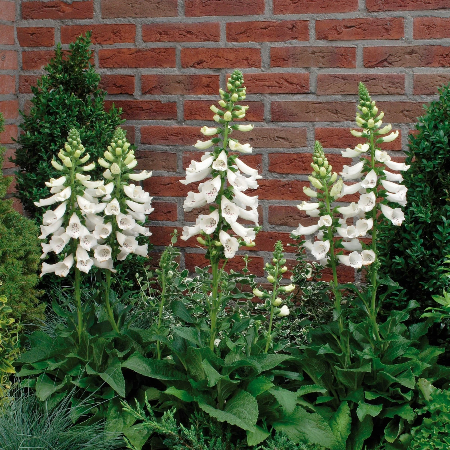 Roots Plants Foxglove 'Dalmatian White' | Digitalis Perennials 5 Roots Plants Foxglove 'Dalmatian White' | Digitalis Perennials
