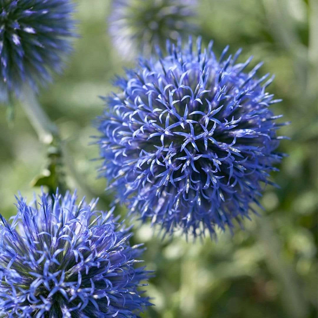 Roots Plants Perennials Echinops 'Blue Globe' | 10.5cm Pot 3 Roots Plants Perennials Echinops 'Blue Globe' | 10.5cm Pot