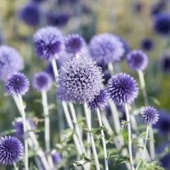 Roots Plants Perennials Echinops 'Blue Globe' | 10.5cm Pot