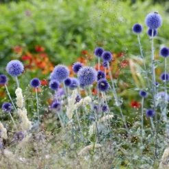Roots Plants Perennials Echinops 'Blue Globe' | 10.5cm Pot 7 Roots Plants Perennials Echinops 'Blue Globe' | 10.5cm Pot