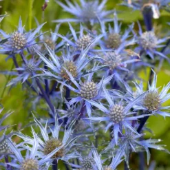 Roots Plants Eryngium 'Blue Hobbit' 7 Roots Plants Eryngium 'Blue Hobbit'