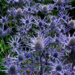 Roots Plants Perennials Eryngium 'Lapis Blue' | 1L Pot