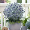 Roots Plants Perennials Eryngium 'Magical Blue Globe' | 1L Pot 2 Roots Plants Perennials Eryngium 'Magical Blue Globe' | 1L Pot