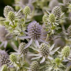 Roots Plants Perennials Eryngium 'Magical Blue Globe' | 1L Pot