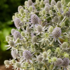 Roots Plants Perennials Eryngium 'Magical Blue Globe' | 1L Pot