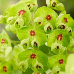 Roots Plants Perennials Euphorbia 'Ascot Rainbow'