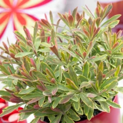 Roots Plants Perennials Euphorbia 'Ascot Rainbow'