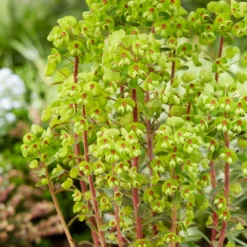 Roots Plants Perennials Euphorbia 'Ascot Rainbow'