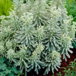Roots Plants Perennials Euphorbia 'Silver Edge'