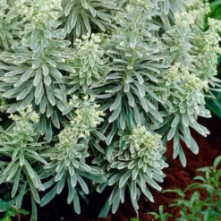 Roots Plants Perennials Euphorbia 'Silver Edge' 7 Roots Plants Perennials Euphorbia 'Silver Edge'