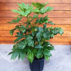 Roots Plants Fatsia 'Japonica' 18cm Pot