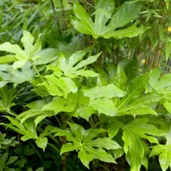 Roots Plants Fatsia 'Japonica' 18cm Pot