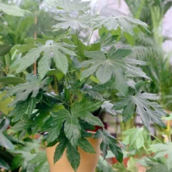 Roots Plants Fatsia 'Japonica' 18cm Pot