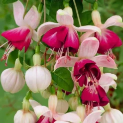 Roots Plants Fuchsias Fuchsia 'Paula Jane Standard' | 3L Pot