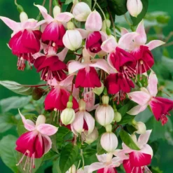 Roots Plants Fuchsias Fuchsia 'Paula Jane Standard' | 3L Pot