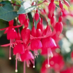 Roots Plants Fuchsia 'Red Tyrol Standard' | 3L Pot