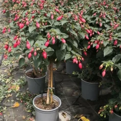 Roots Plants Fuchsia 'Red Tyrol Standard' | 3L Pot