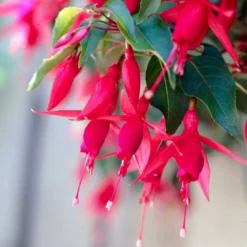 Roots Plants Fuchsia 'Red Tyrol Standard' | 3L Pot