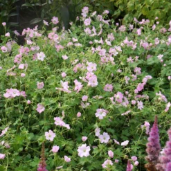 Roots Plants Geraniums & Pelargoniums Hardy Geranium Collection | 3 X 1L Pots