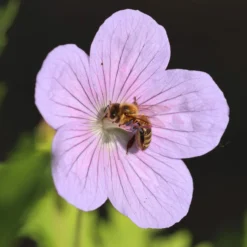 Roots Plants Geraniums & Pelargoniums Geranium 'Dreamland'