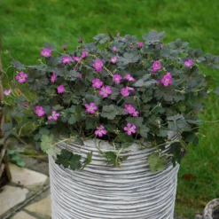 Roots Plants Geranium 'Orkney Cherry' | 1L Pot Geraniums & Pelargoniums