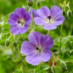 Roots Plants Geraniums & Pelargoniums Hardy Geranium Collection | 3 X 1L Pots