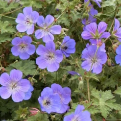Roots Plants Geranium 'Rozanne'