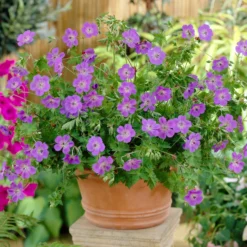 Roots Plants Geranium 'Rozanne'
