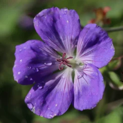Roots Plants Geraniums & Pelargoniums Hardy Geranium Collection | 3 X 1L Pots