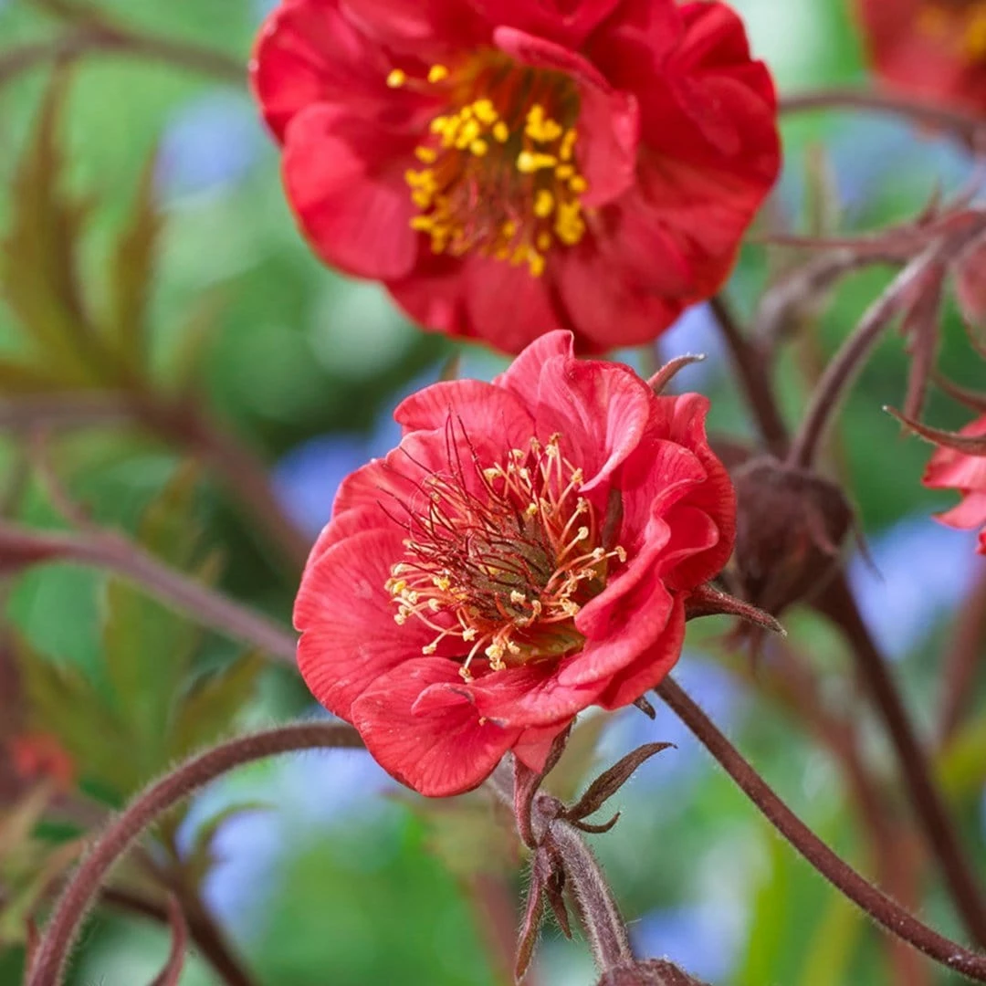 Roots Plants Geum 'Flames Of Passion' | 10.5cm Pot 3 Roots Plants Geum 'Flames Of Passion' | 10.5cm Pot