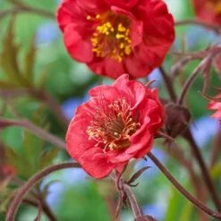 Roots Plants Perennials Geum Collection | 6 X 10.5cm Pots