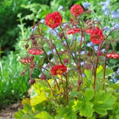 Roots Plants Geum 'Flames Of Passion' | 10.5cm Pot 9 Roots Plants Geum 'Flames Of Passion' | 10.5cm Pot